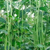 Gartenschatz: Spargelbohne