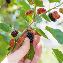 Maulbeerbäume für kleine Gärten