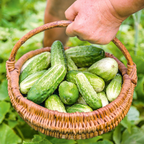 Gurken – grün, frisch, knackig