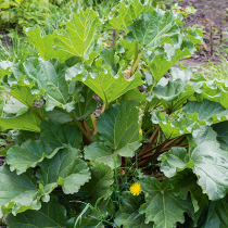 Gartentipp: Rund um Johanni
