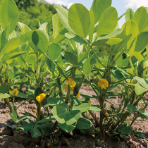 Gartenschatz: Erdnuss