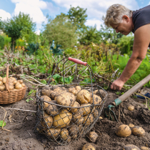 Der richtige Erntezeitpunkt für Gemüse