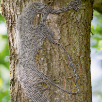 Gefahr am Baum