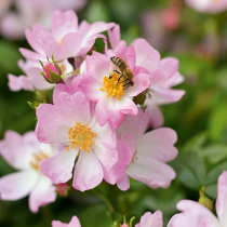 Rosen-Flair für den Garten Rosen-Flair für den Garten