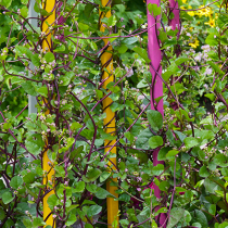 Gartenschatz: Malabar-Spinat