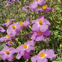 Zauberhafte Zistrosen