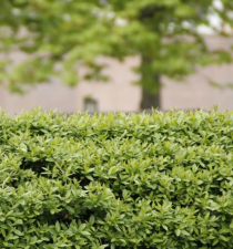 Die passende Hecke finden: Was vor dem Pflanzen wichtig ist