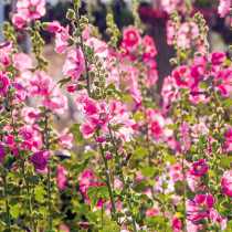 Jetzt zweijährige Blumen säen