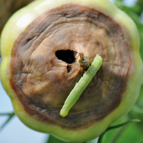 Pflanzenschutztipp: Gemüseeule an Tomaten