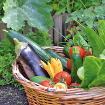 Gartentipp: Ernten und schneiden
