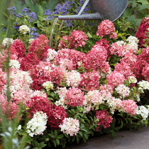 Hortensie als Bodendecker