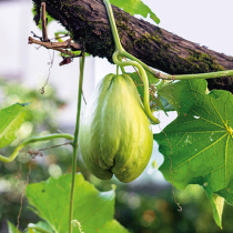 Gartenschatz: Chayote