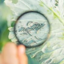 Krankheiten und Schädlinge an Kohl