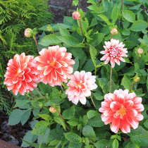 Blumen aus Knollen und Zwiebeln