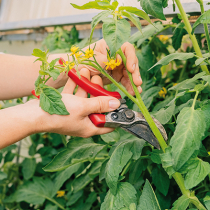 Kraft für die letzten Tomaten
