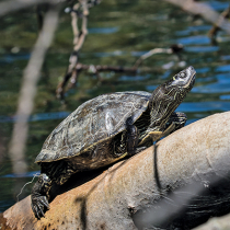 Schildkröten in Deutschland
