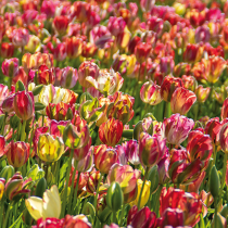 Exklusive Tulpe mit besonderer Blüte