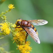 Die bunte Welt der Fliegen Die bunte Welt der Fliegen
