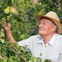 Basiswissen Obstgehölze Basiswissen Obstgehölze