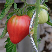 Gartenwissen: Nachreife