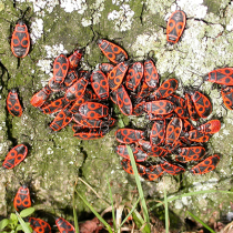 Pflanzenschutztipp: Feuerwanzen im Garten