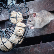 Ratten im Garten