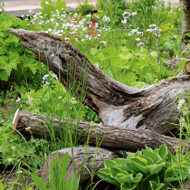 Totholz im Garten