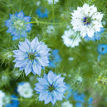 Gartenschatz: Schwarzkümmel Gartenschatz: Schwarzkümmel