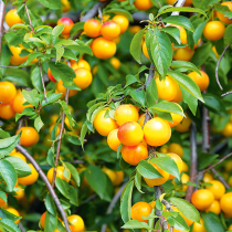 Mirabellen – süßes Aroma für Spätsommer und Herbst