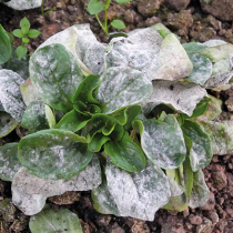 Mehltau an Feldsalat Mehltau an Feldsalat