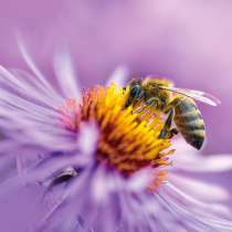 Honig- gegen Wildbienen? Honig- gegen Wildbienen?