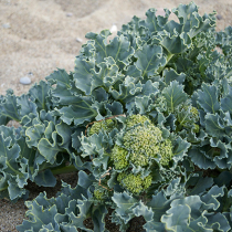 Gartenschatz: Meerkohl