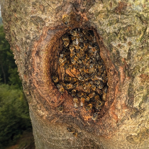 Wilde Honigbienen
