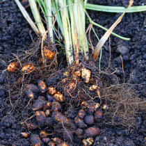 Gefahr aus dem Garten Gefahr aus dem Garten