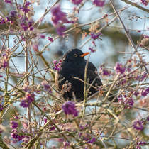 Jetzt zu sehen: Amsel
