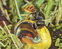 Wildbiene des Jahres 2013