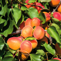 Was liegt an im Obstgarten?