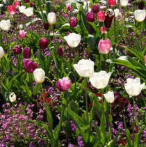 Zwiebelblumen: Im Herbst den Frühling pflanzen