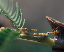 Akazien machen Ameisen abhängig