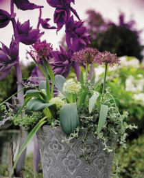 Zwiebelblumen verzaubern den Frühlingsgarten