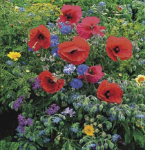 Naturnah gestalten: Artenvielfalt im Garten