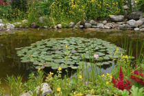 Der Gartenteich will gut geplant sein