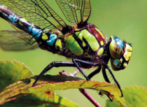 Natur erleben, Lebensraum schaffen: Faszination Gartenteich